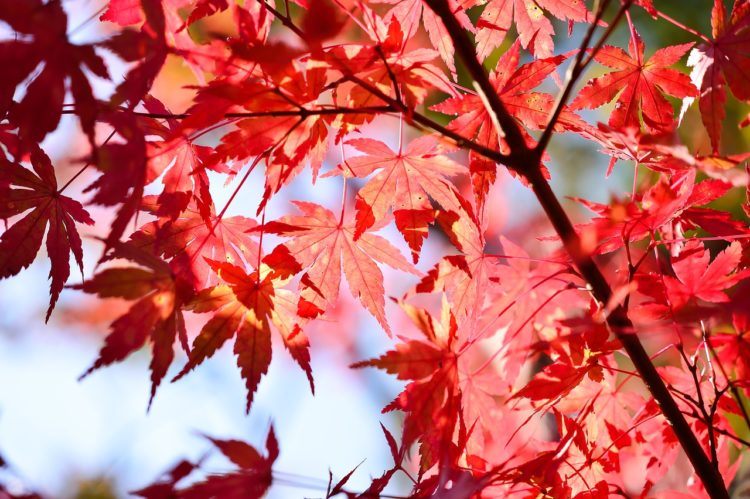 Best Month to Visit Japan: Weather, Seasons, and Festivals