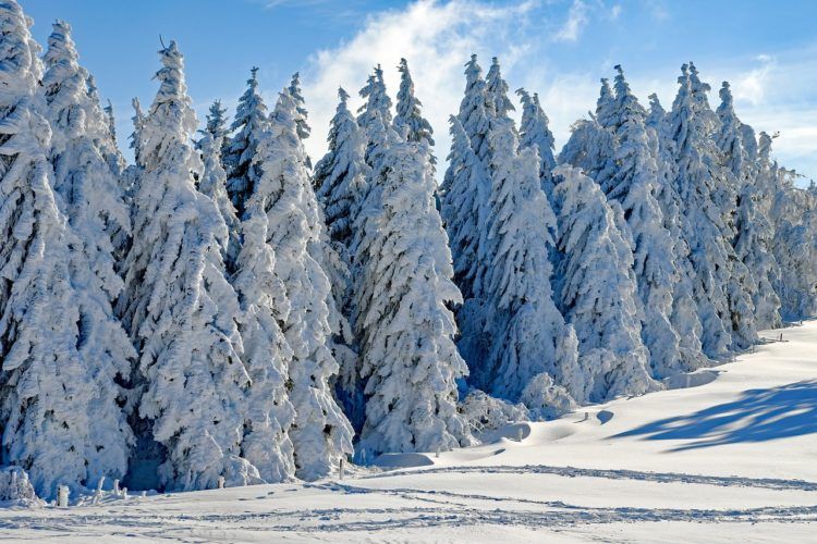 Wishing for snow in California?! You’re in luck - Check out these best winter getaways in California! Surely to make anyone grab their boots (mittens, scarves, and heavy jackets) and head in the car for a road trip in search of some wintery fun!