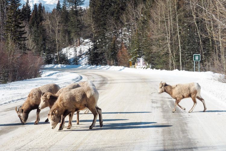 Things to do in Banff in Winter: What to do, where to eat, all the Banff winter activities, and tons of tips and tricks. COMPLETE 5 day itinerary for inspiration as well!