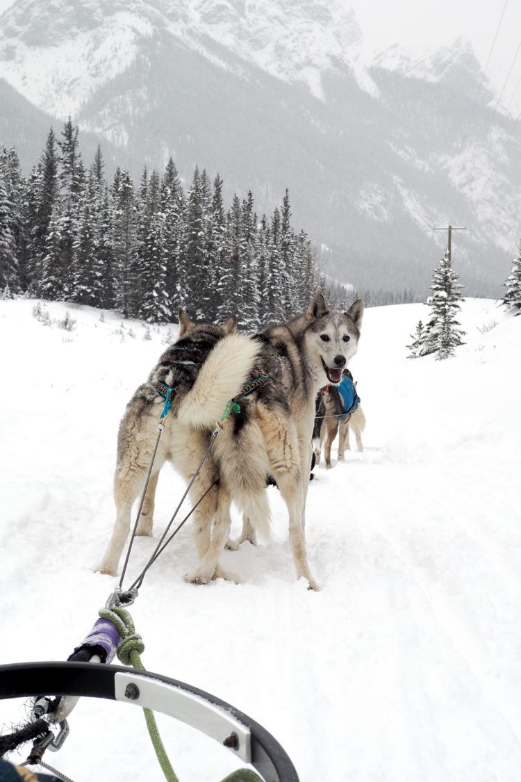 Things to do in Banff in Winter: What to do, where to eat, all the Banff winter activities, and tons of tips and tricks. COMPLETE 5 day itinerary for inspiration as well!