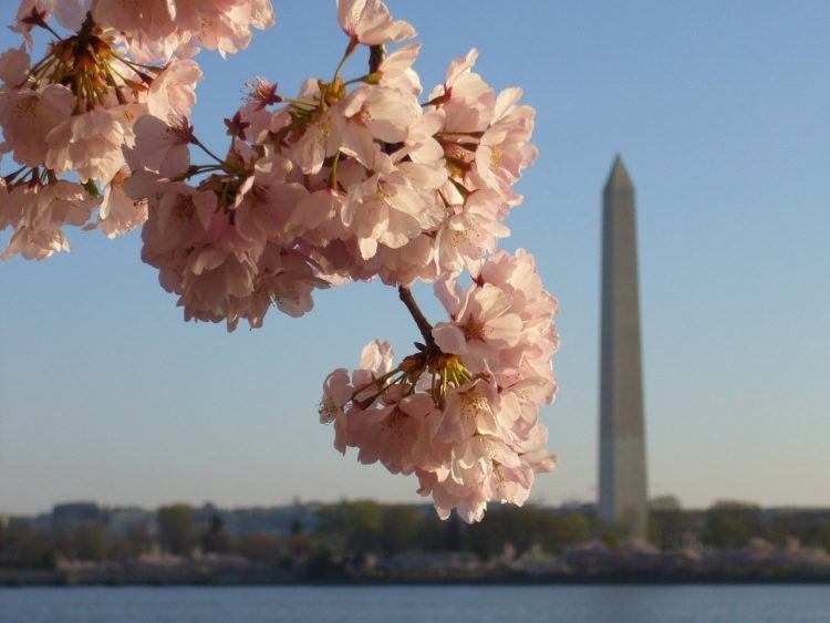 Long weekend trips from NYC --> cherry blossoms, stunning beaches, fall foliage, and more