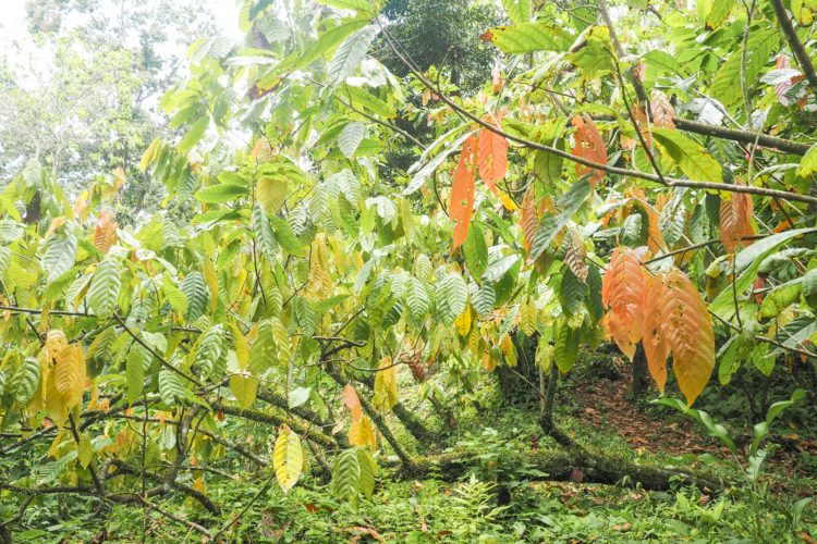 Things to do in Bocas del Toro Panama -- a fully comprehensive guide for your trip!