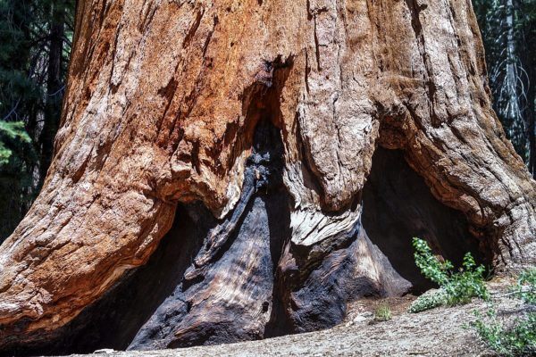 National Parks in California - Sequoia National Park