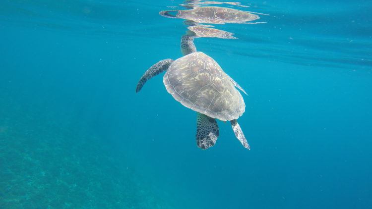 komodo island tour from gili t