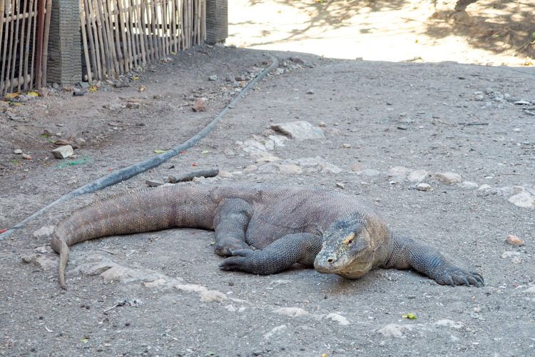 le pirate komodo island tour