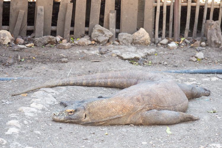 bali trips to komodo island