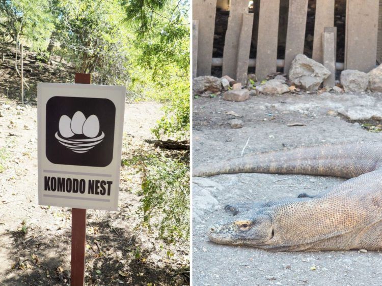 Headed off to Komodo National Park and looking for the best Komodo island tour package? Here you'll find a complete guide - everything you need to know!