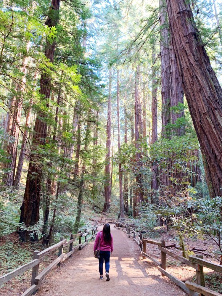 Things to do in California: Muir Woods