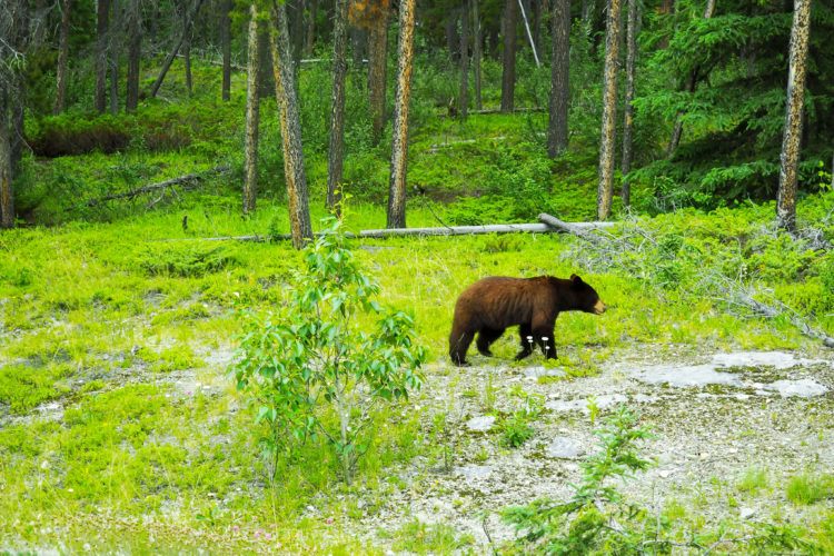 rocky mountain road trip from calgary