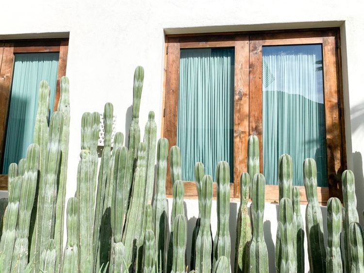 Best things to do in Todos Santos: The Ultimate Guide to Mexico's Chillest Artist Village