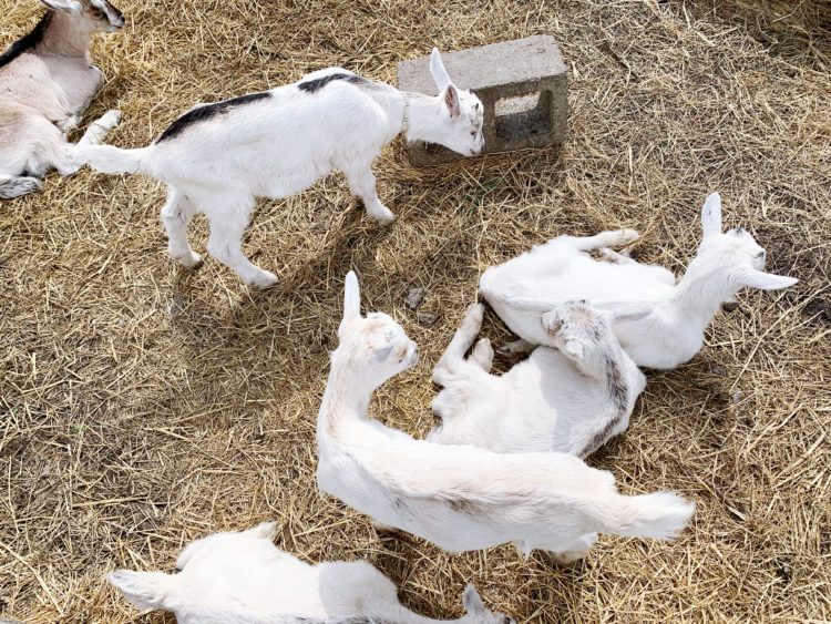 baby goats