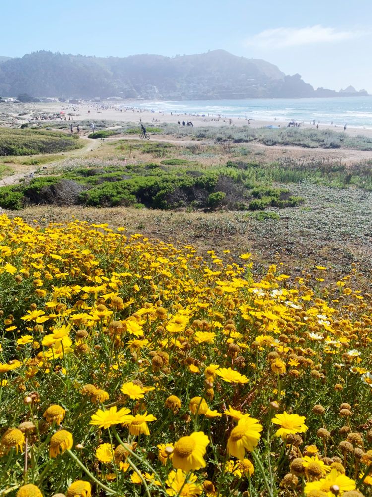 Looking for the best hikes in Pacifica, California? Look no further! I've rounded up my favorite Pacifica hiking trails with panoramic coastal views!