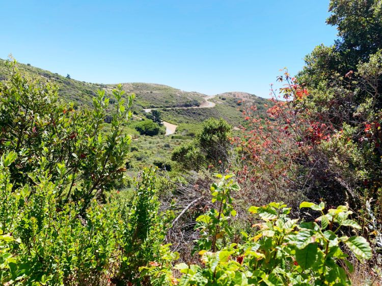 Looking for the best hikes in Pacifica, California? Look no further! I've rounded up my favorite Pacifica hiking trails with panoramic coastal views!