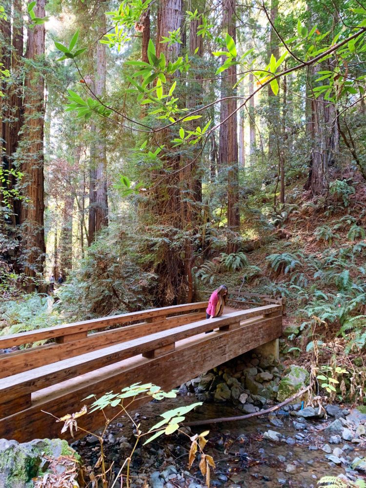 15 Best Places to See Redwoods Near San Francisco - all the popular spots plus a few others!