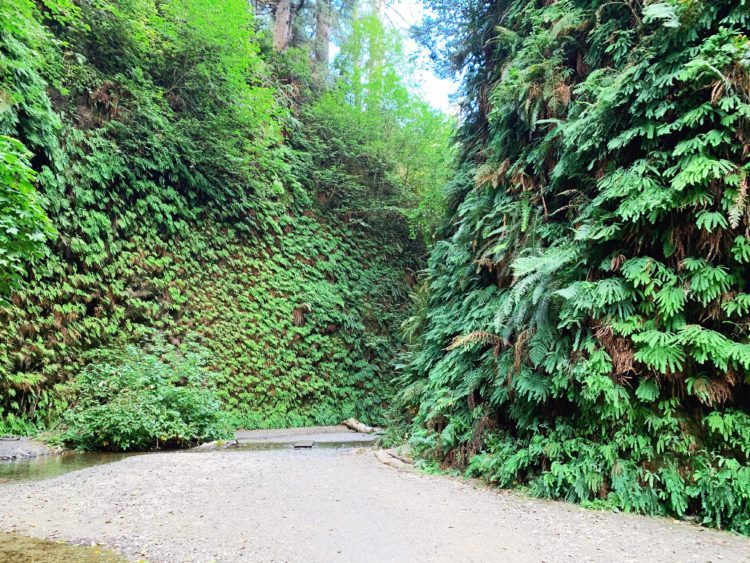 Hiking the Fern Canyon Trail: California's Leafy Green Paradise