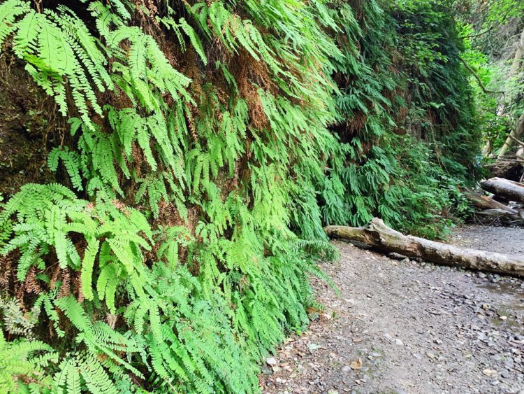 Hiking the Fern Canyon Trail: California's Leafy Green Paradise