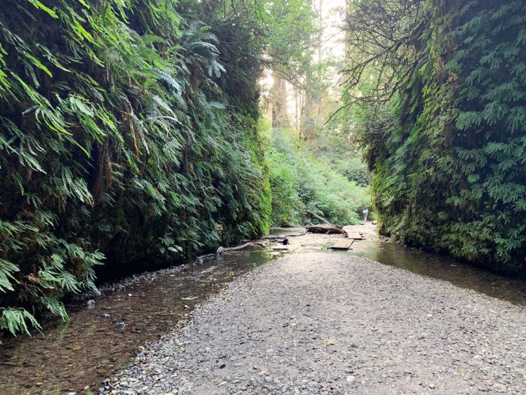 Hiking the Fern Canyon Trail: California's Leafy Green Paradise