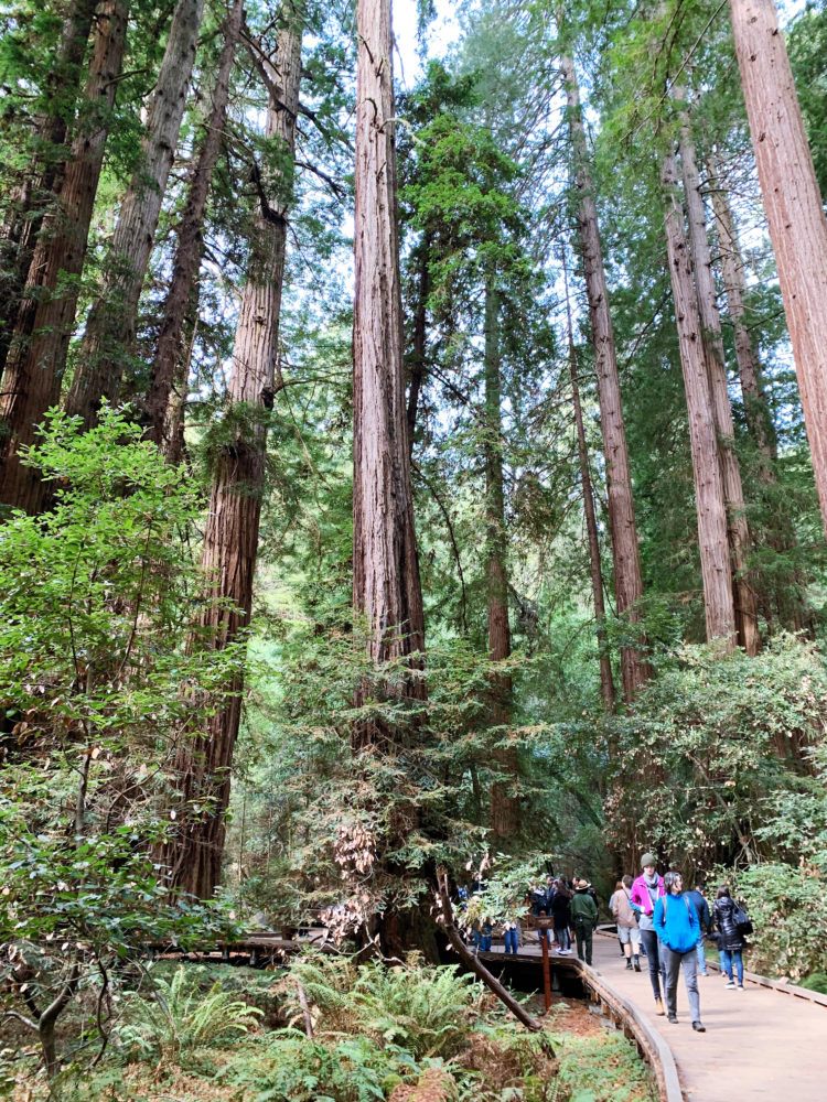San Francisco to Muir Woods Day Trip: Everything You Need to Know