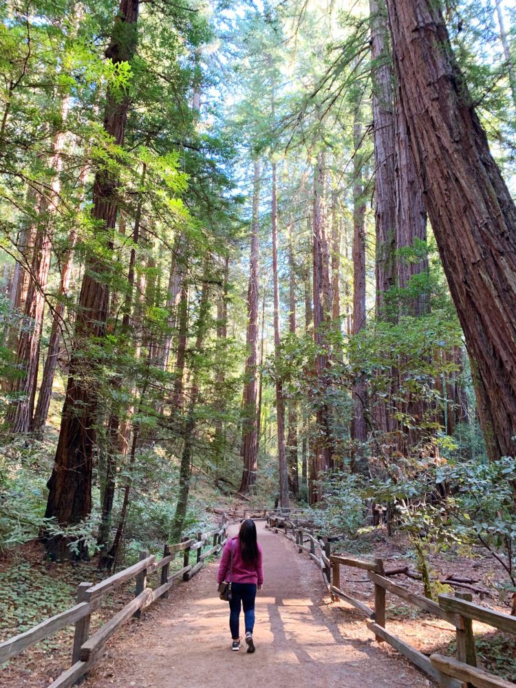 how to visit muir woods from san francisco