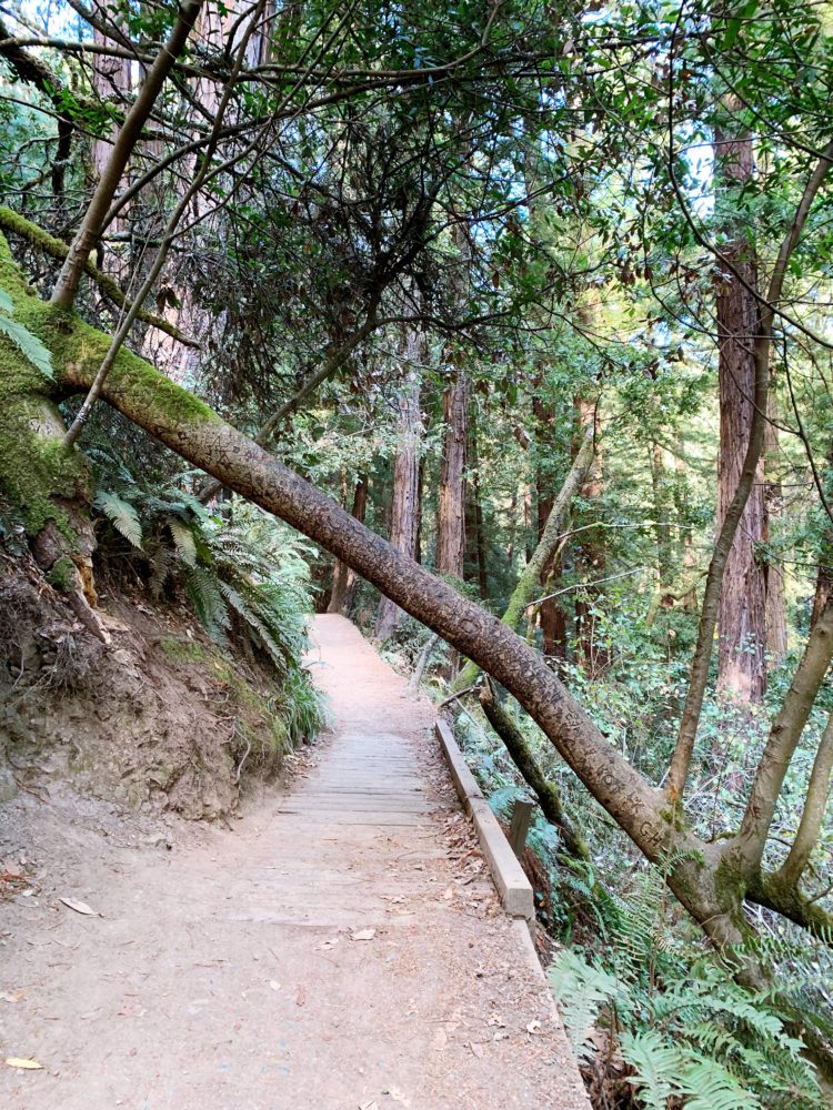 San Francisco to Muir Woods Day Trip: Everything You Need to Know