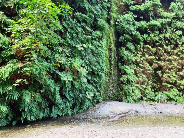 Hiking the Fern Canyon Trail: California's Leafy Green Paradise