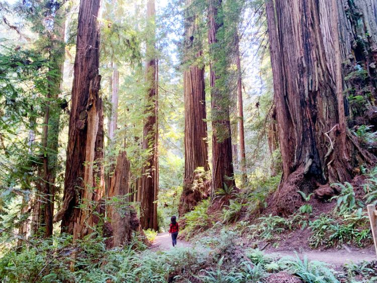 15 Best Places to See Redwoods Near San Francisco - all the popular spots plus a few others!