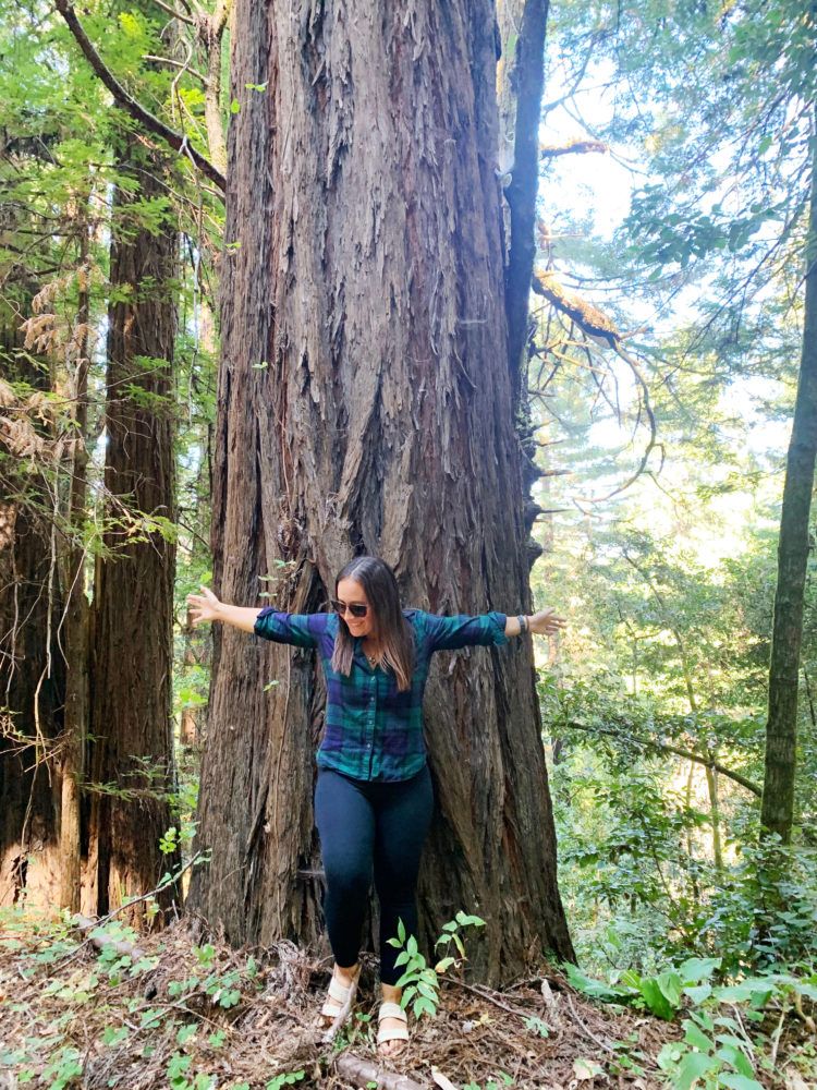 15 Best Places to See Redwoods Near San Francisco - all the popular spots plus a few others!