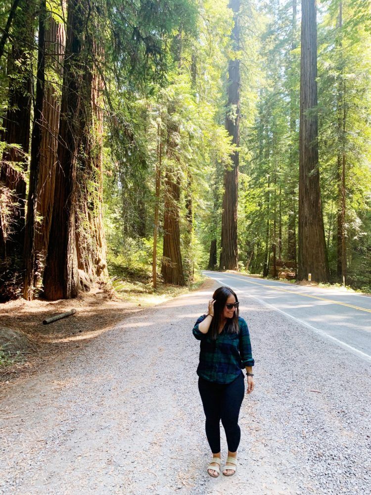 15 Best Places to See Redwoods Near San Francisco - all the popular spots plus a few others!