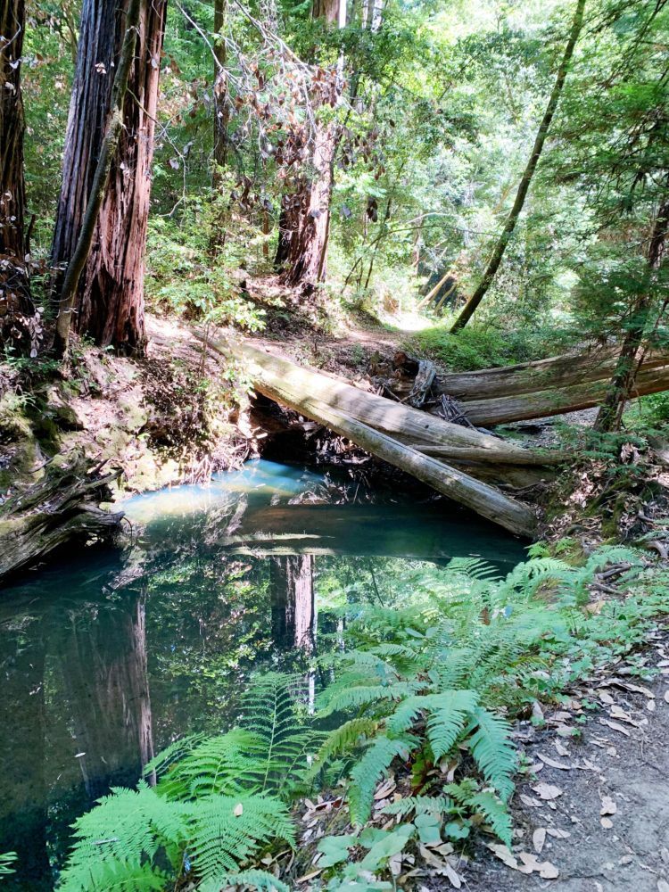 15 Best Places to See Redwoods Near San Francisco - all the popular spots plus a few others!