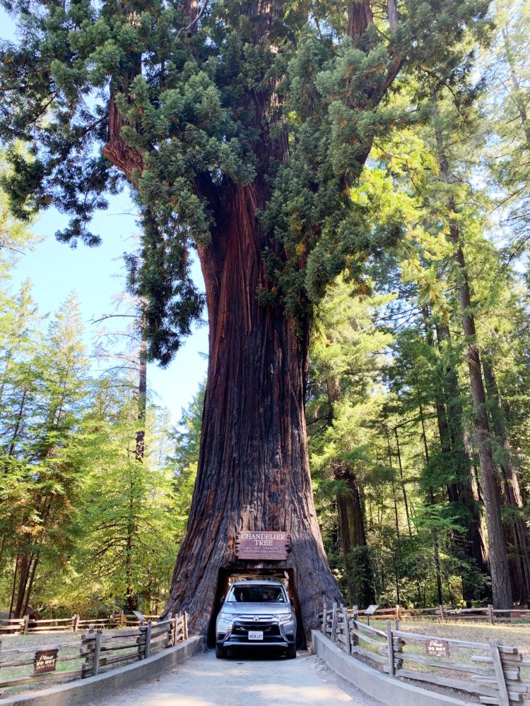 San Francisco Trees