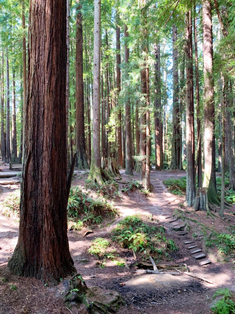 15 Best Places to See Redwoods Near San Francisco - all the popular spots plus a few others!