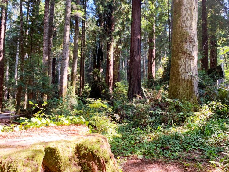 15 Best Places to See Redwoods Near San Francisco - all the popular spots plus a few others!