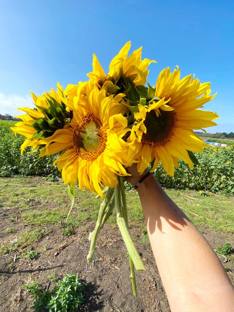 Looking for the u-pick sunflower fields in Half Moon Bay? Look no further! This post will tell you everything you need to know and more about sunflower fields in the Bay Area!