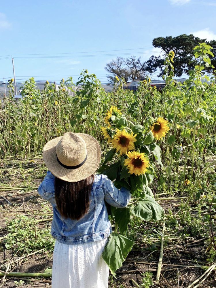 Looking for the u-pick sunflower fields in Half Moon Bay? Look no further! This post will tell you everything you need to know and more about sunflower fields in the Bay Area!