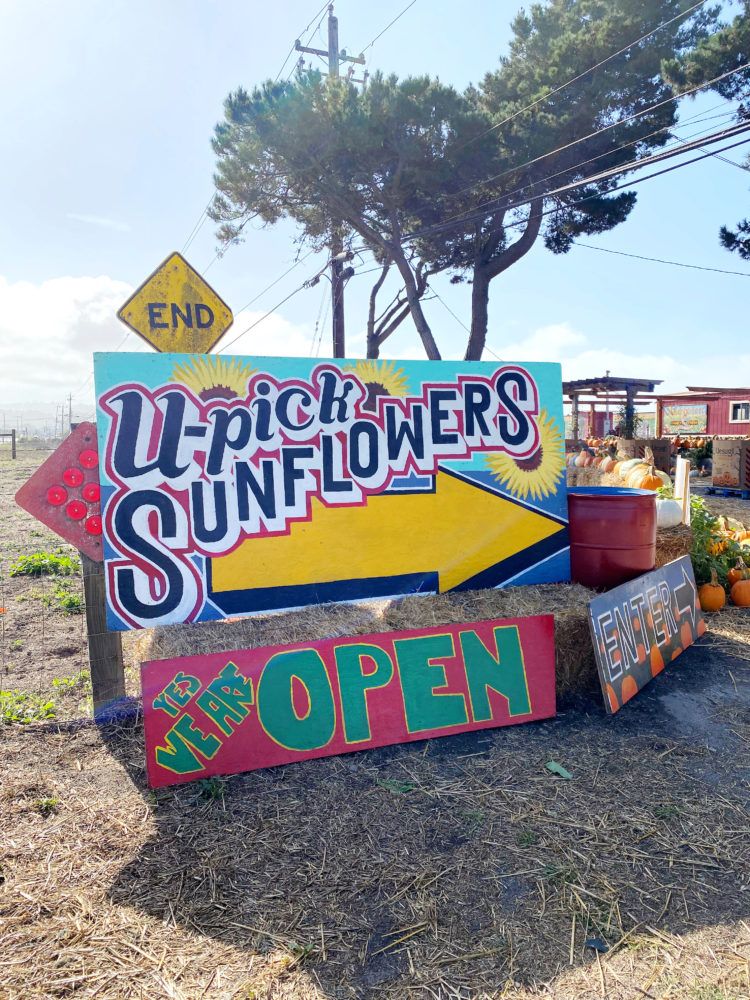 Looking for the u-pick sunflower fields in Half Moon Bay? Look no further! This post will tell you everything you need to know and more about sunflower fields in the Bay Area!