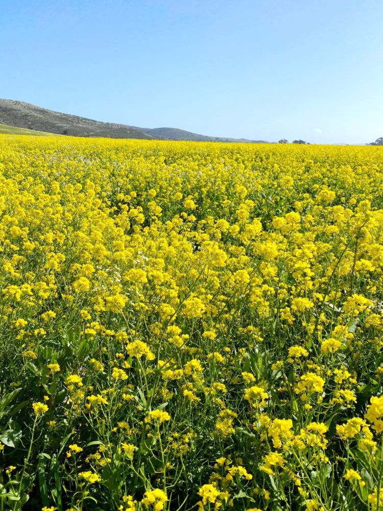 Flower Fields in the Bay Area