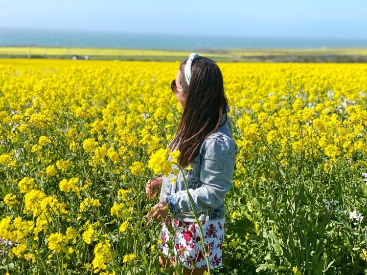 wild mustard fields in Half Moon Bay