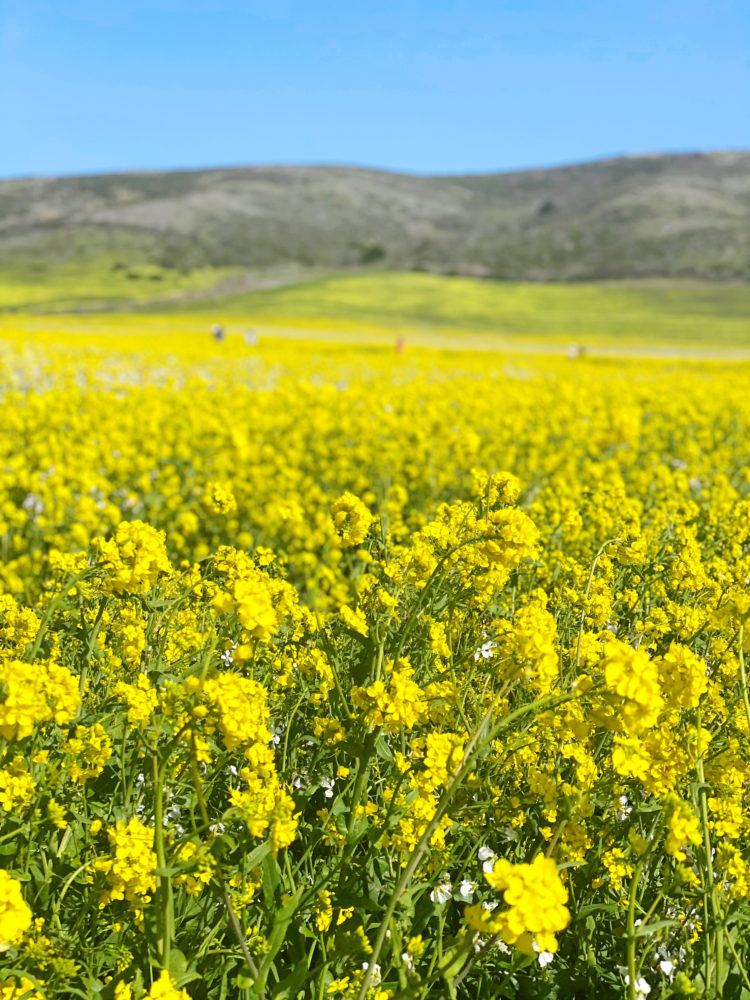 wild mustard fields in Half Moon Bay