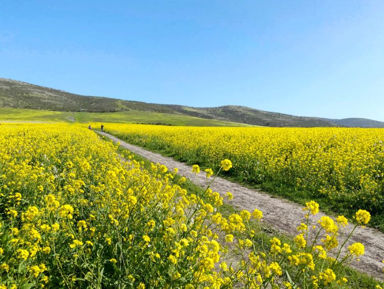 Sinapi Mustard  Highland Ledge Farm