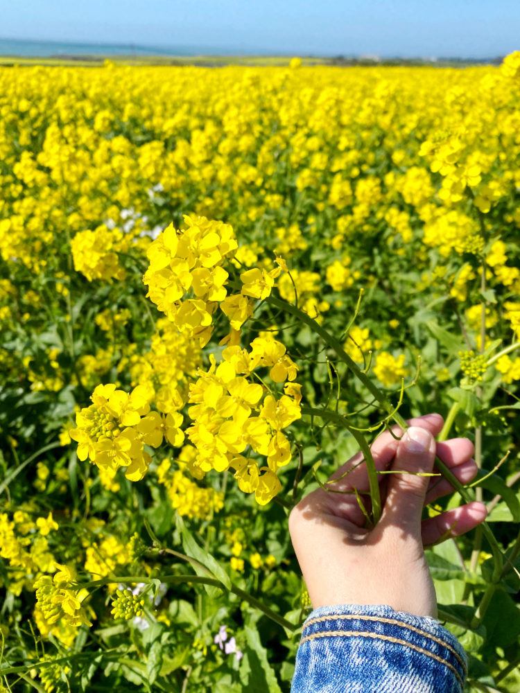 wild mustard fields in Half Moon Bay