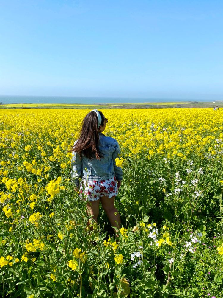 wild mustard fields in Half Moon Bay