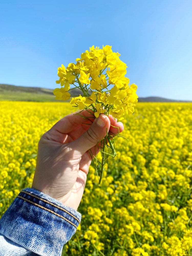 wild mustard fields in Half Moon Bay