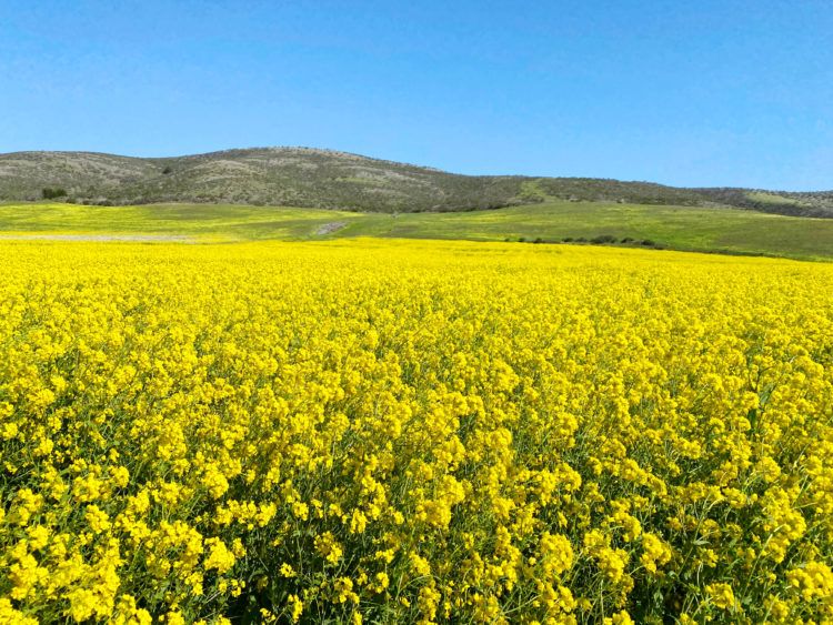 wild mustard fields in Half Moon Bay