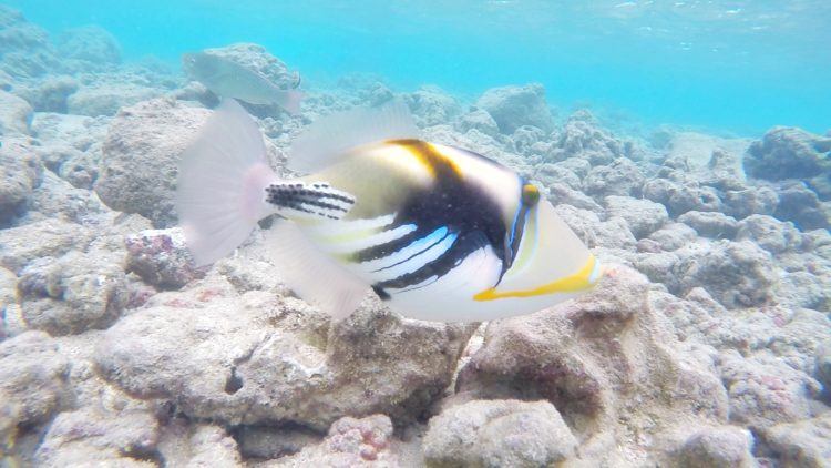 The Best Snorkeling Spots in Maui