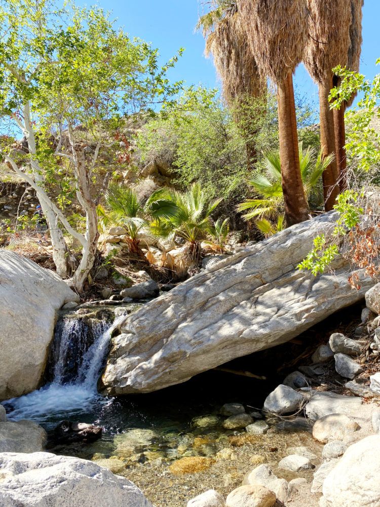 Hiking the Andreas Canyon trail in Palm Springs