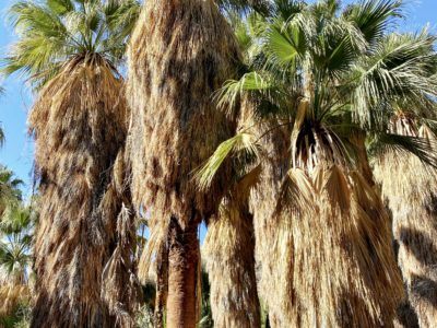 Hiking the Andreas Canyon trail in Palm Springs