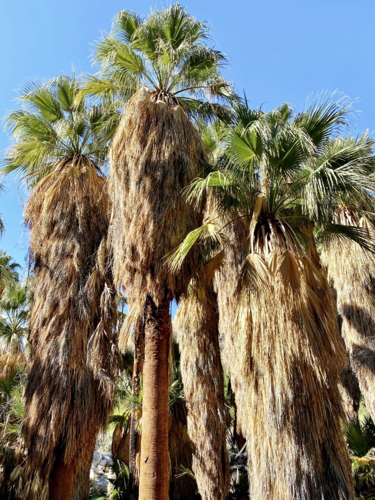 Hiking the Andreas Canyon trail in Palm Springs