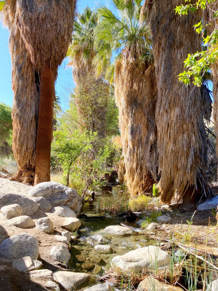 Hiking the Andreas Canyon trail in Palm Springs