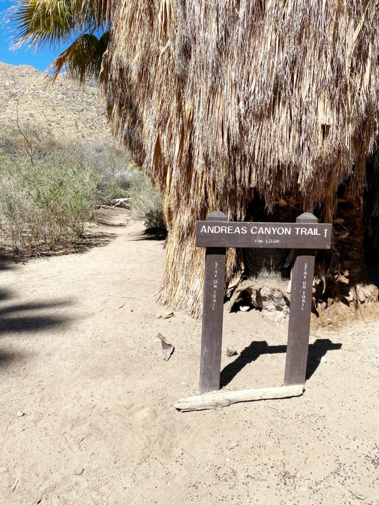 Hiking the Andreas Canyon trail in Palm Springs