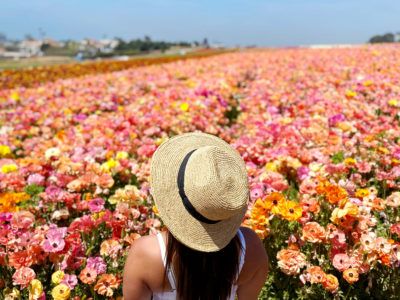 Headed to SoCal and looking for info about the Carlsbad Flower Fields? I'm sharing everything you need to know about the best spring activity in California!